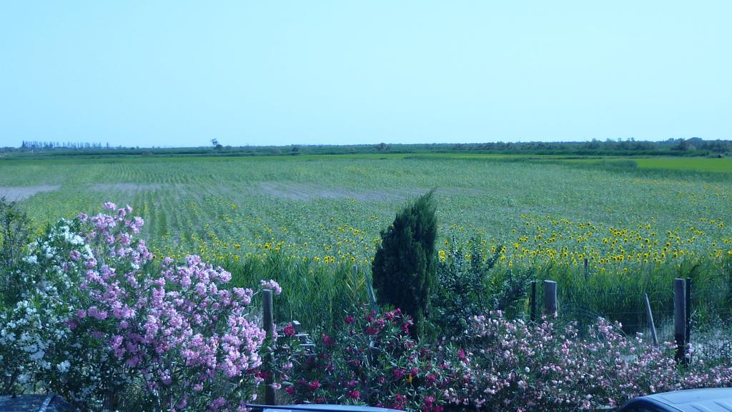 Soleil De Camargue Villa Arles Rum bild